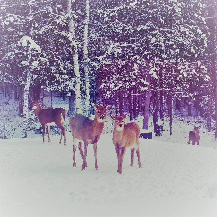 Chalet Riverain Crds Tremblant Lac Superieur Bagian luar foto